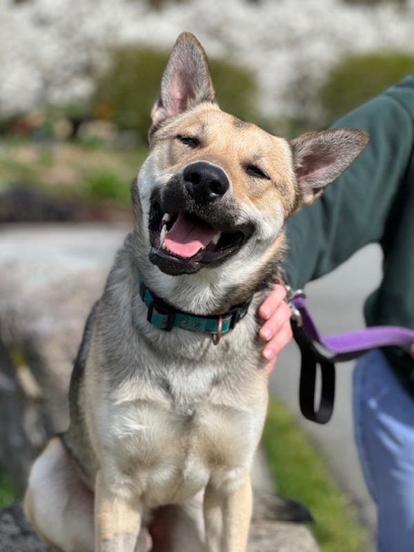 Ben, Adoptable, Adult Male German Shepherd Dog & Husky.