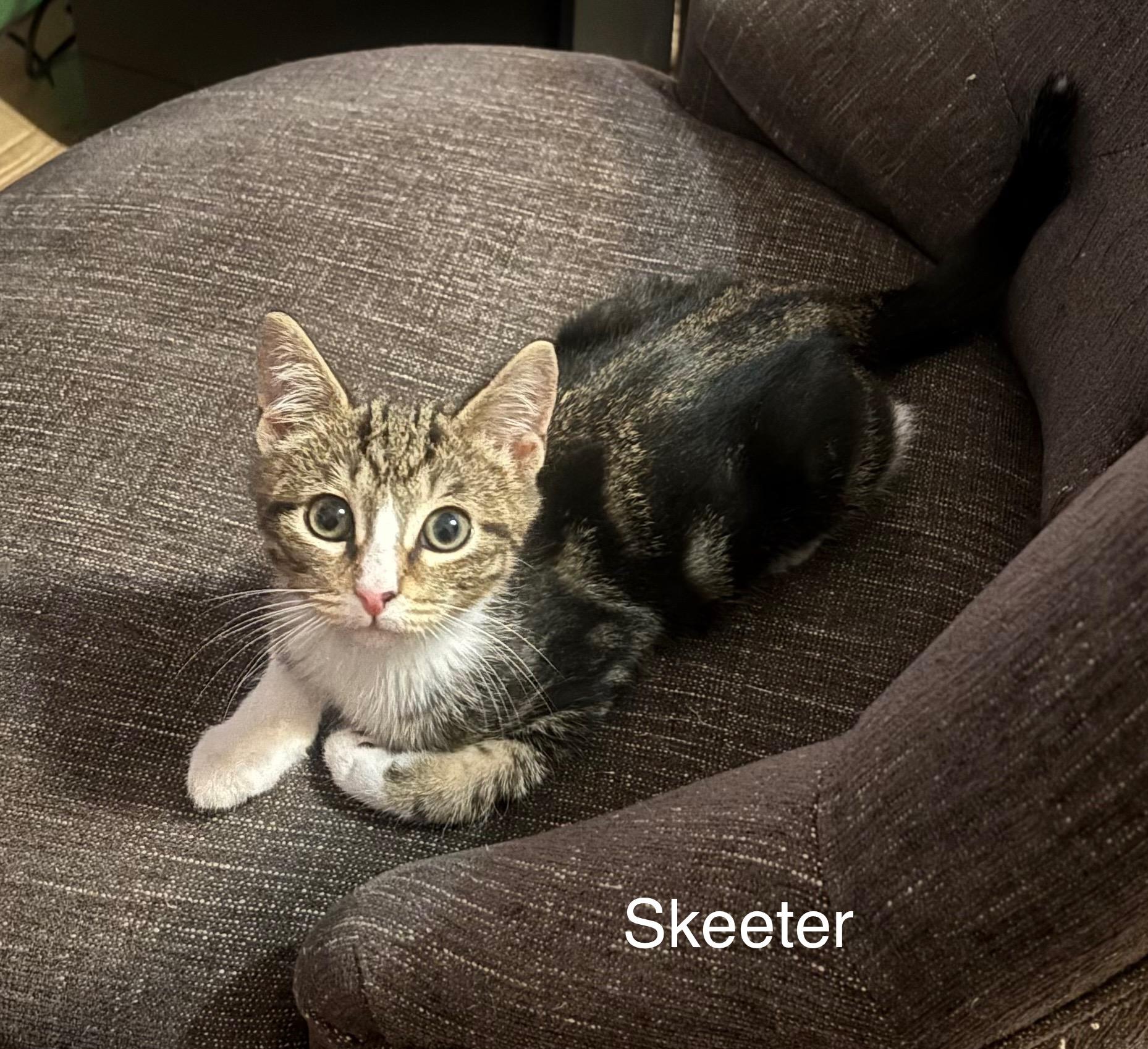 Skeeter