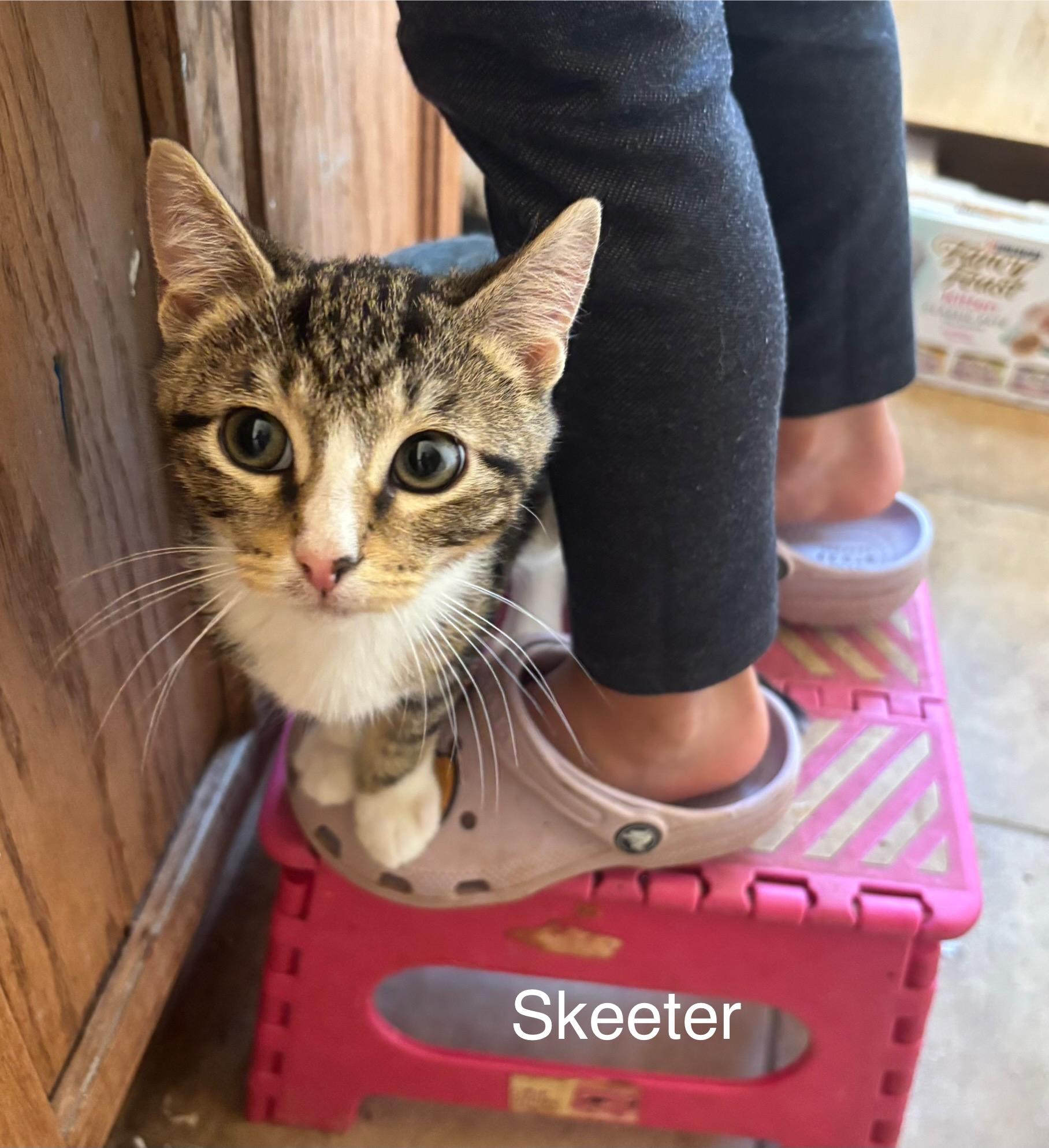 Skeeter