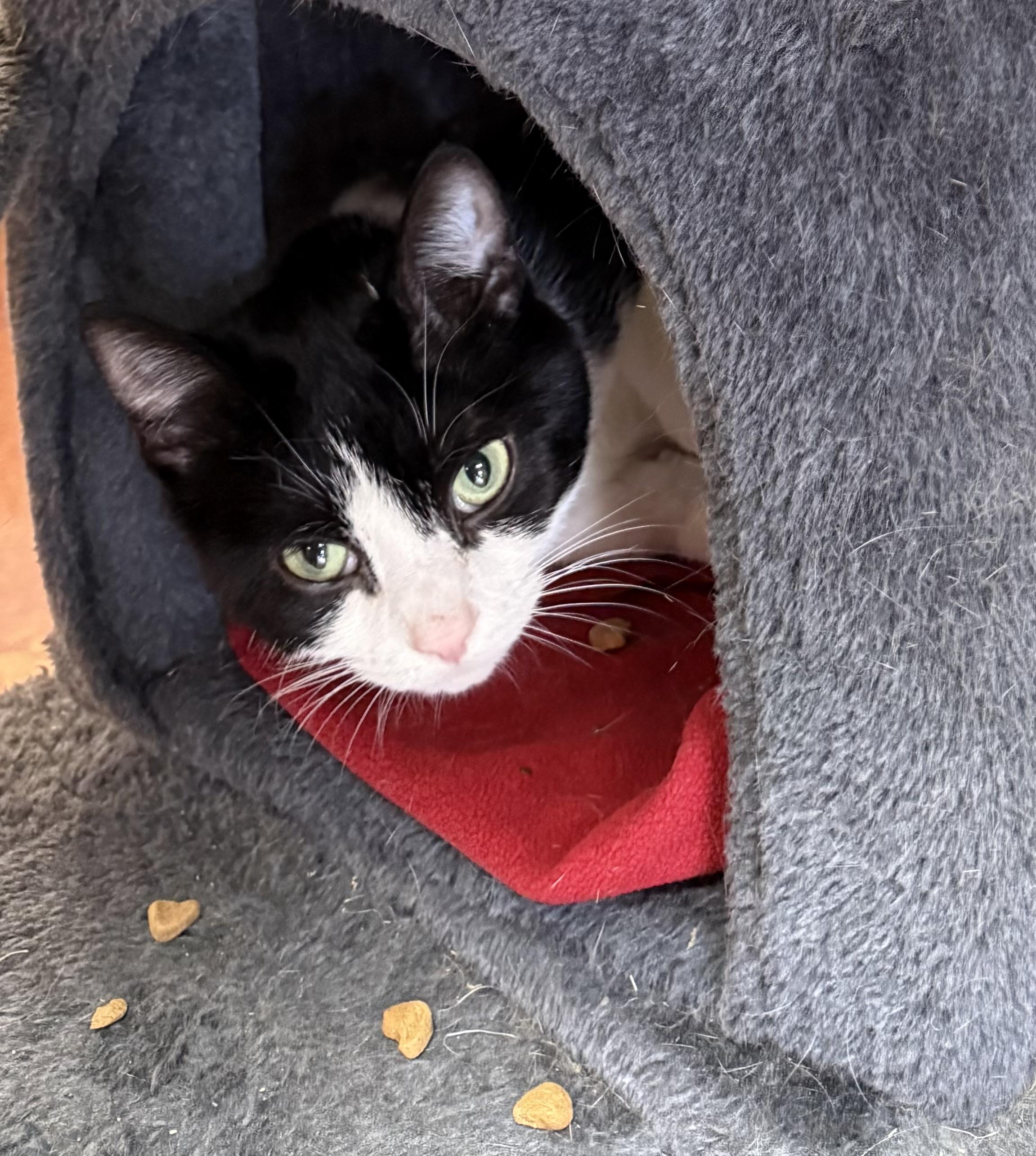 Boots, Adoptable, Adult Female Domestic Short Hair.