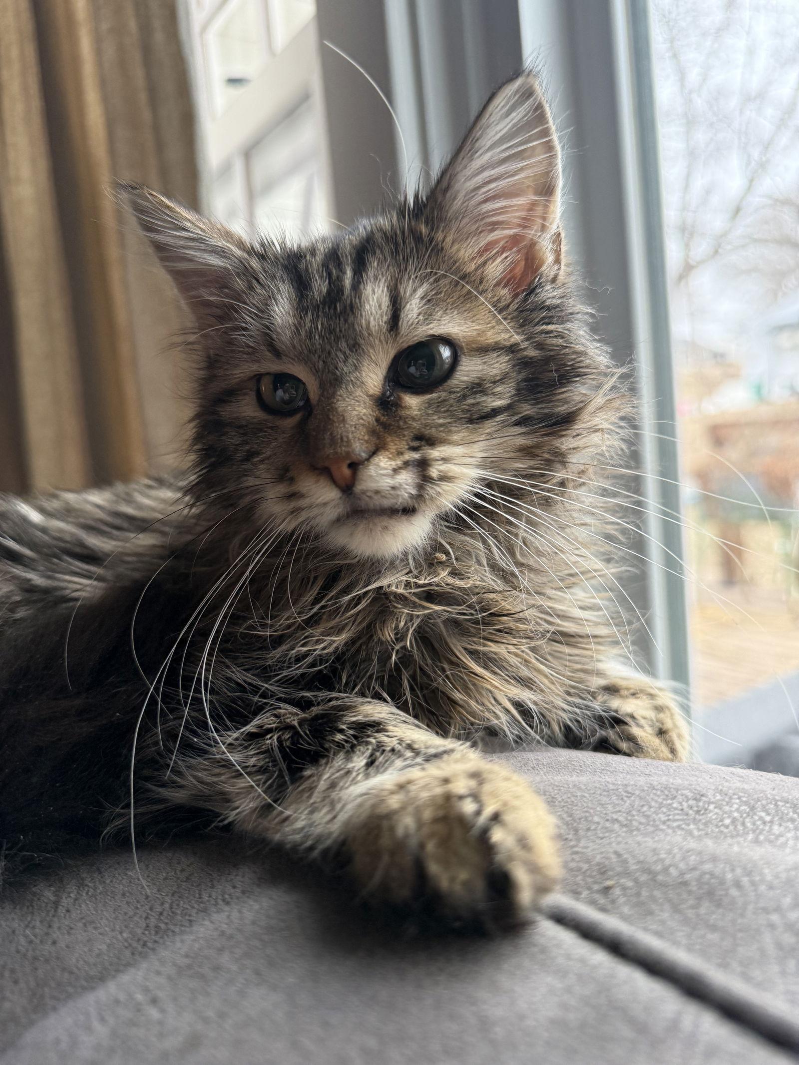 Jack - JM, Adoptable, Young Male Domestic Medium Hair.