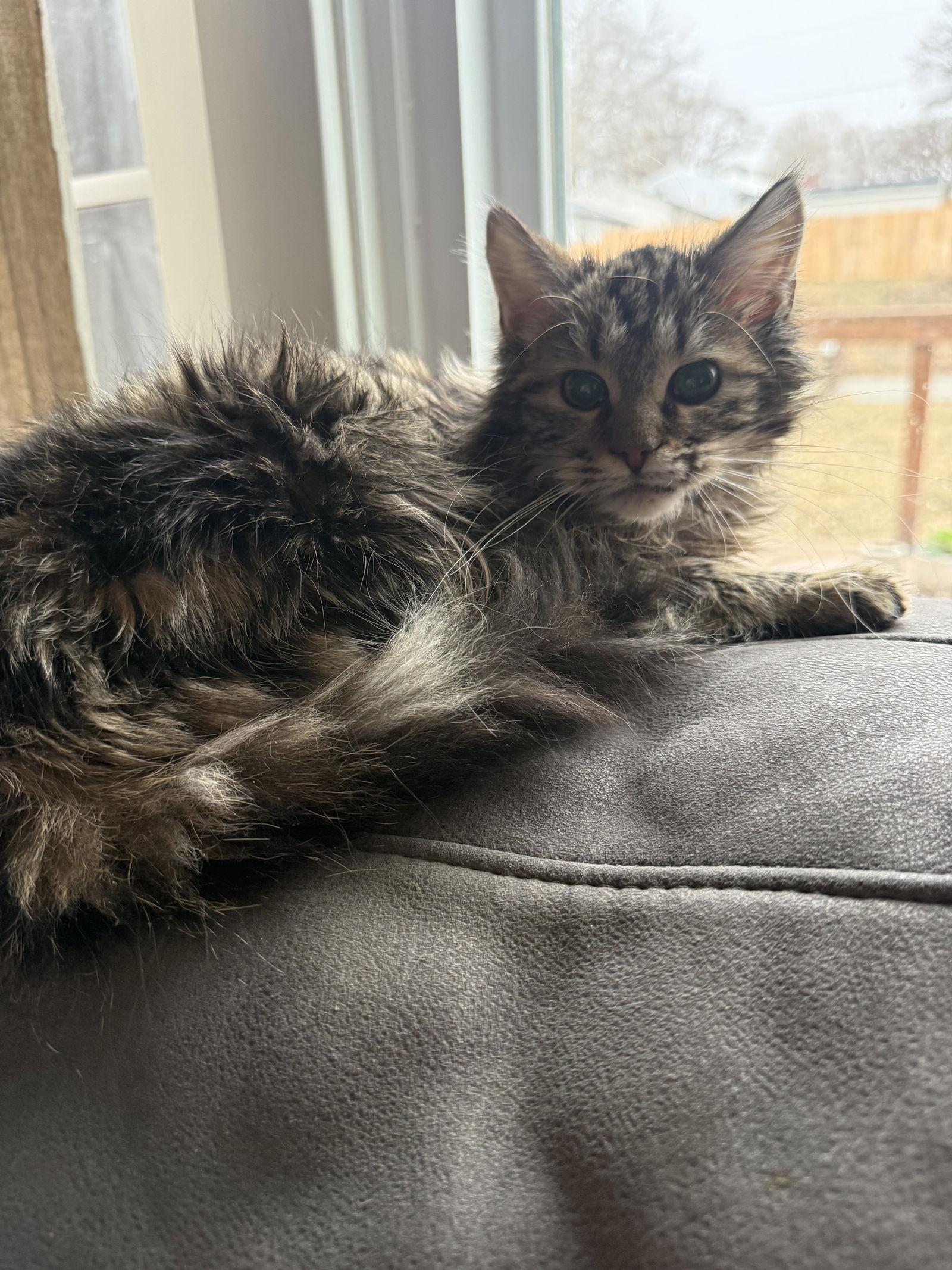 Jack - JM, a Adoptable Domestic Medium Hair in Council Bluffs, IA image 2/3