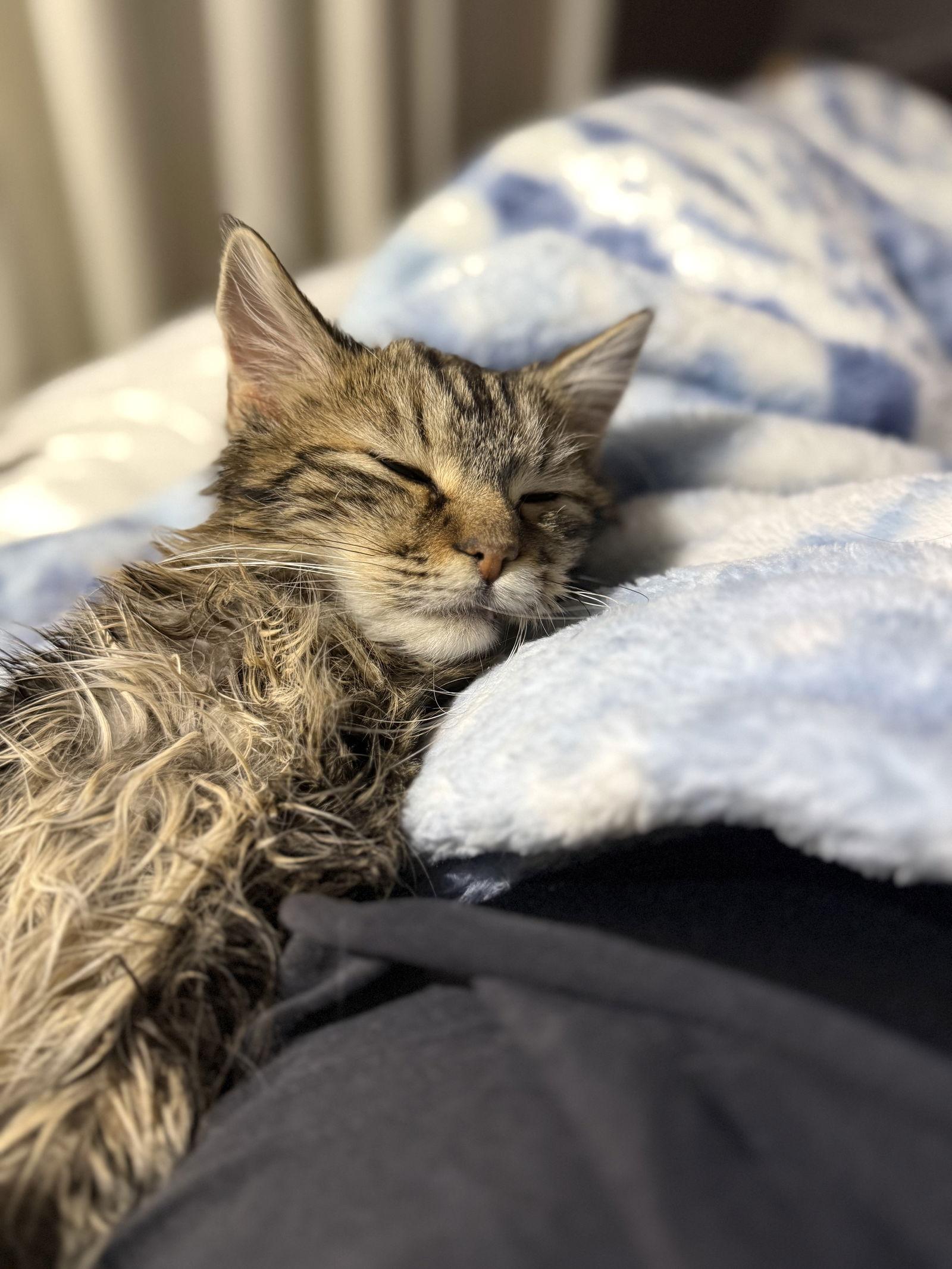 Jack - JM, a Adoptable Domestic Medium Hair in Council Bluffs, IA image 3/3