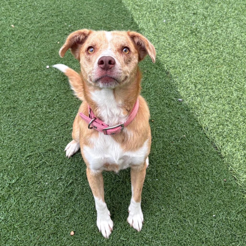 Dandelion, Adoptable, Adult Female Mixed Breed.