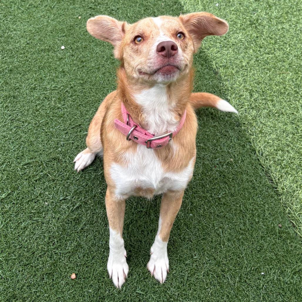 Enlarge Dandelion, a Adoptable Mixed Breed in Batavia, OH image 2/3