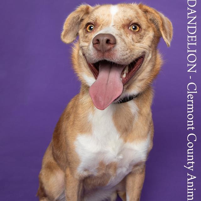 Enlarge Dandelion, a Adoptable Mixed Breed in Batavia, OH image 3/3