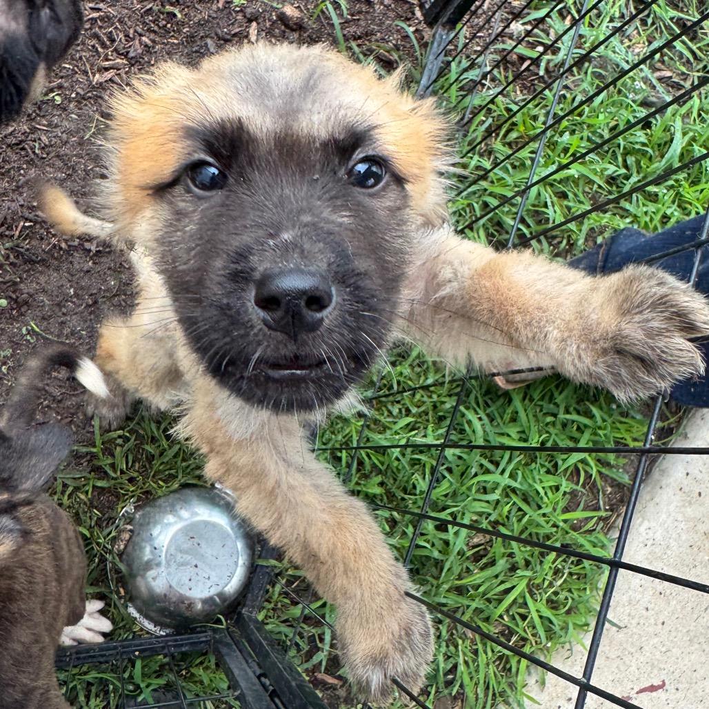 Enlarge Aspen, a ADOPTABLE mixed breed in Anderson, TX image 1/1