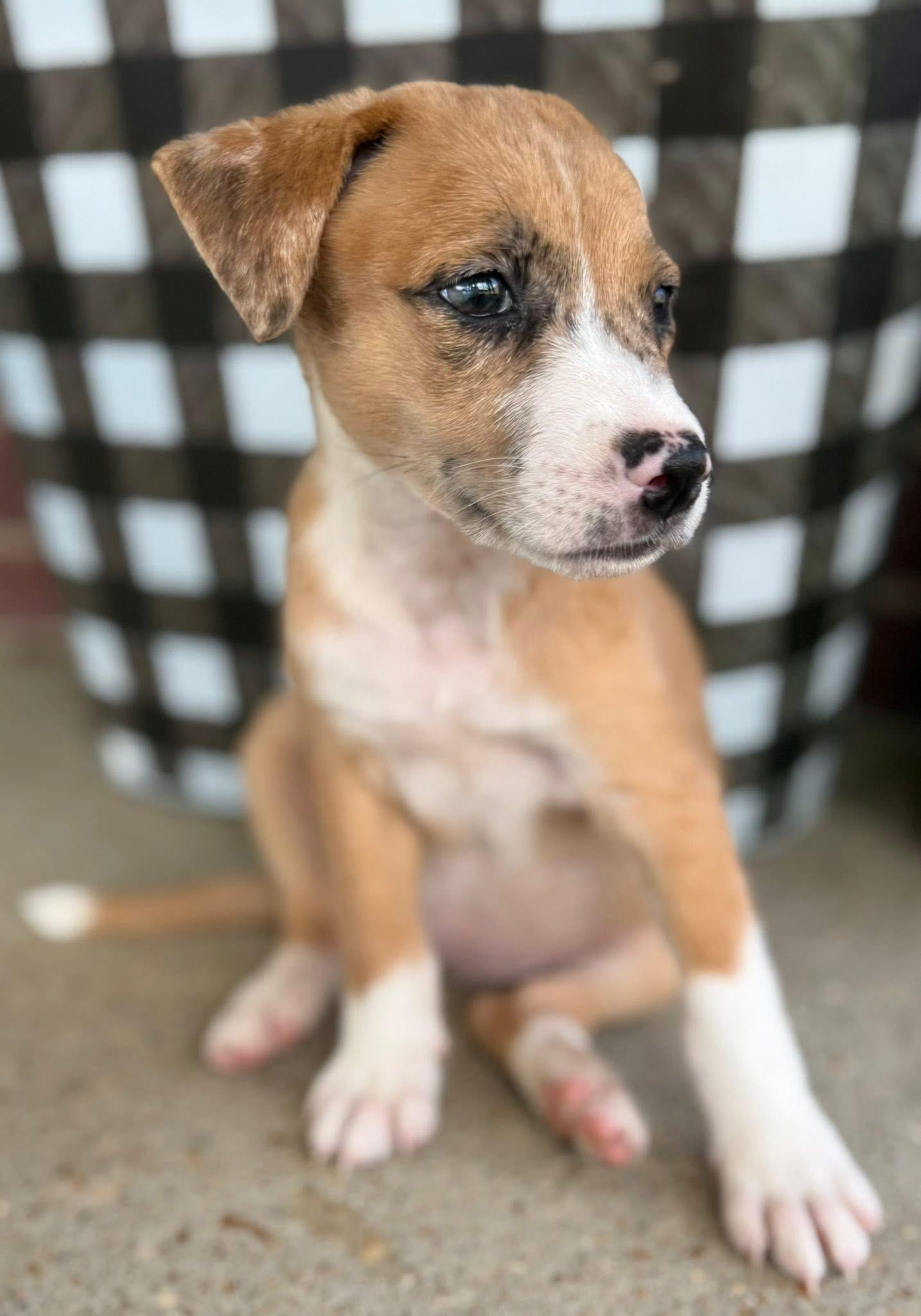 Tiny