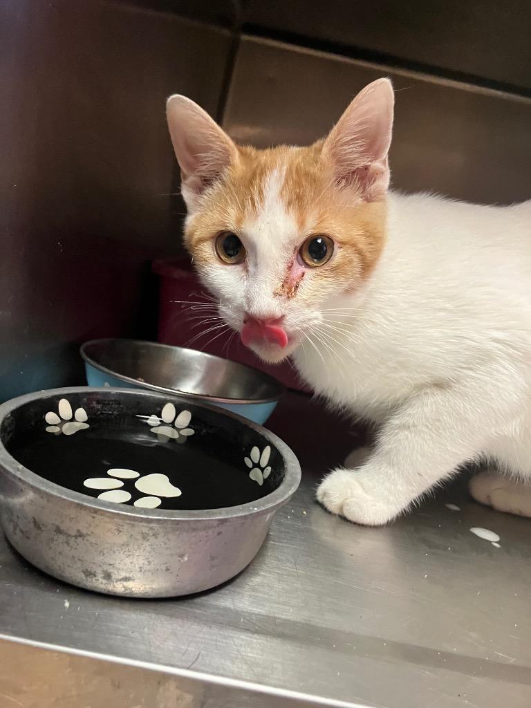 Badger, Adoptable, Young Male Domestic Short Hair.