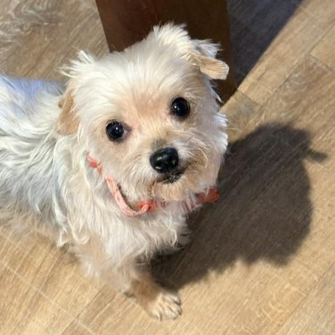 Enlarge Seadra, an adopted mixed breed in Tulsa, OK image 1/1