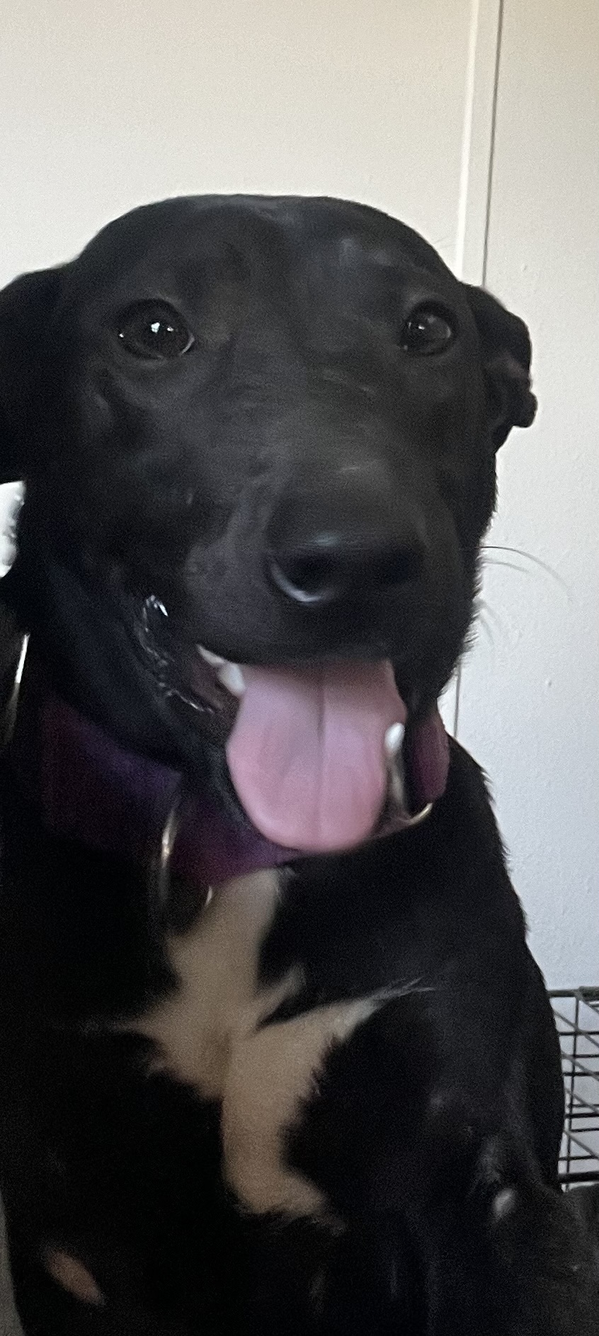 Dog for adoption Luna, a Black Labrador Retriever & Shepherd Mix in