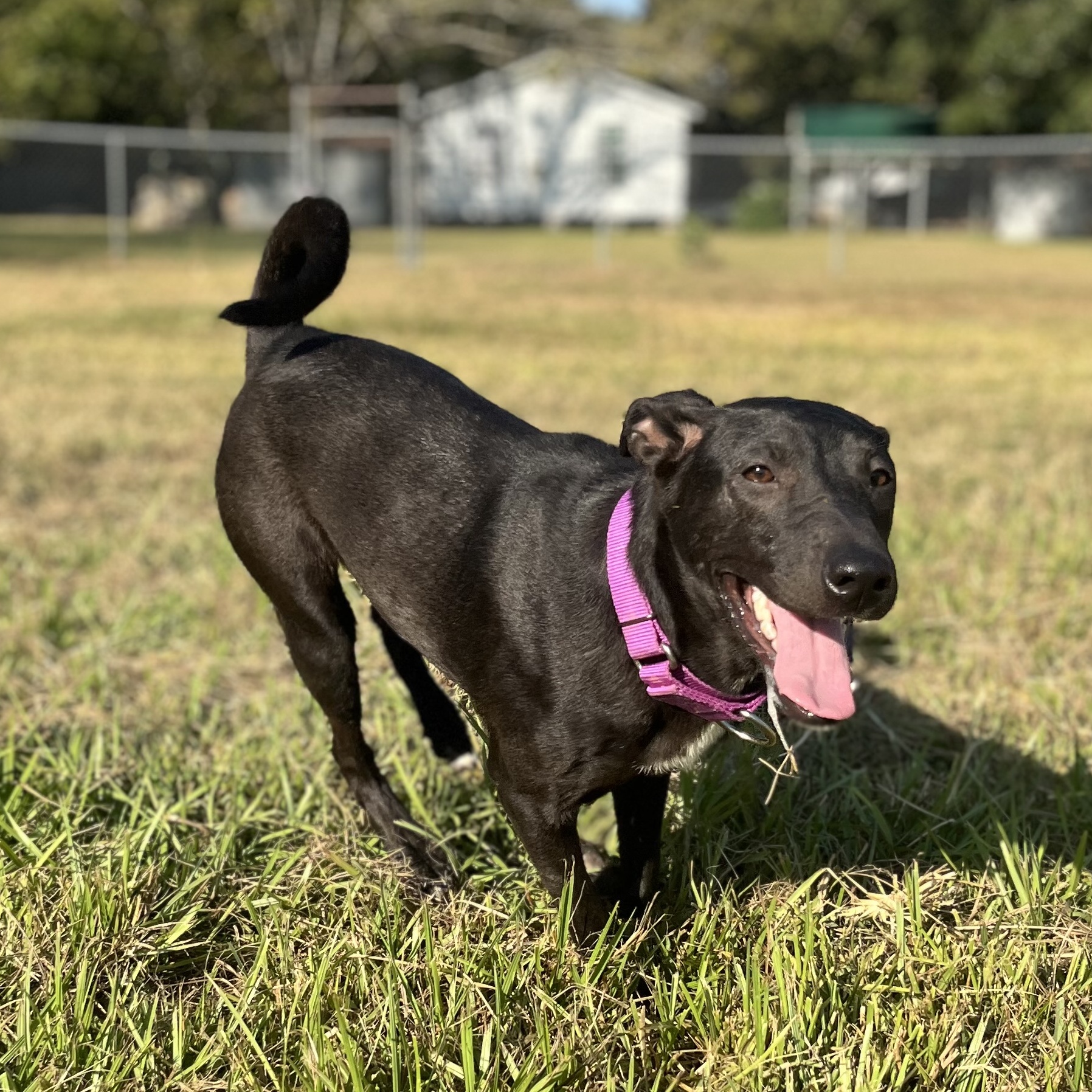 Dog for adoption Luna, a Black Labrador Retriever & Shepherd Mix in