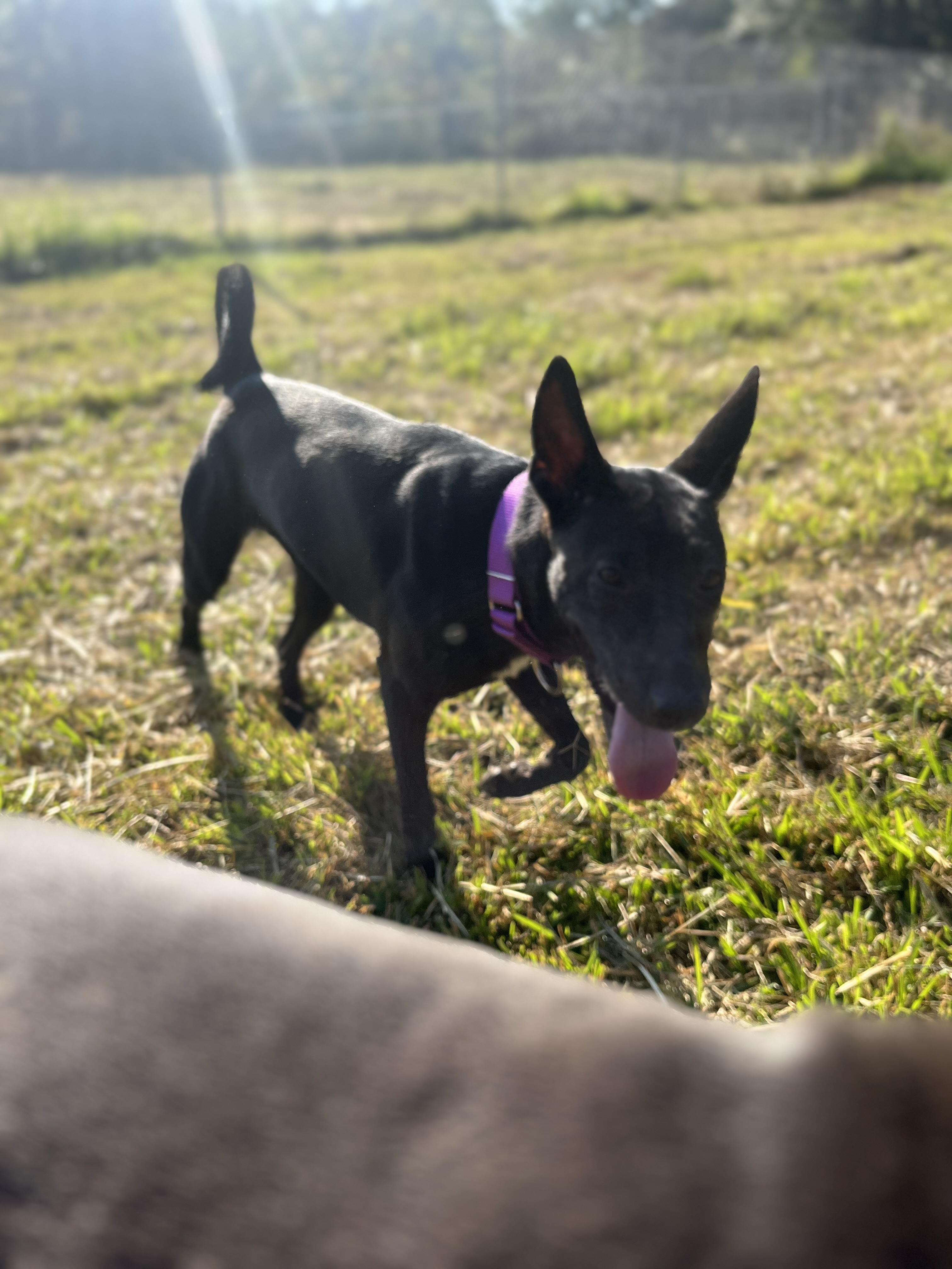 Dog for adoption Luna, a Black Labrador Retriever & Shepherd Mix in