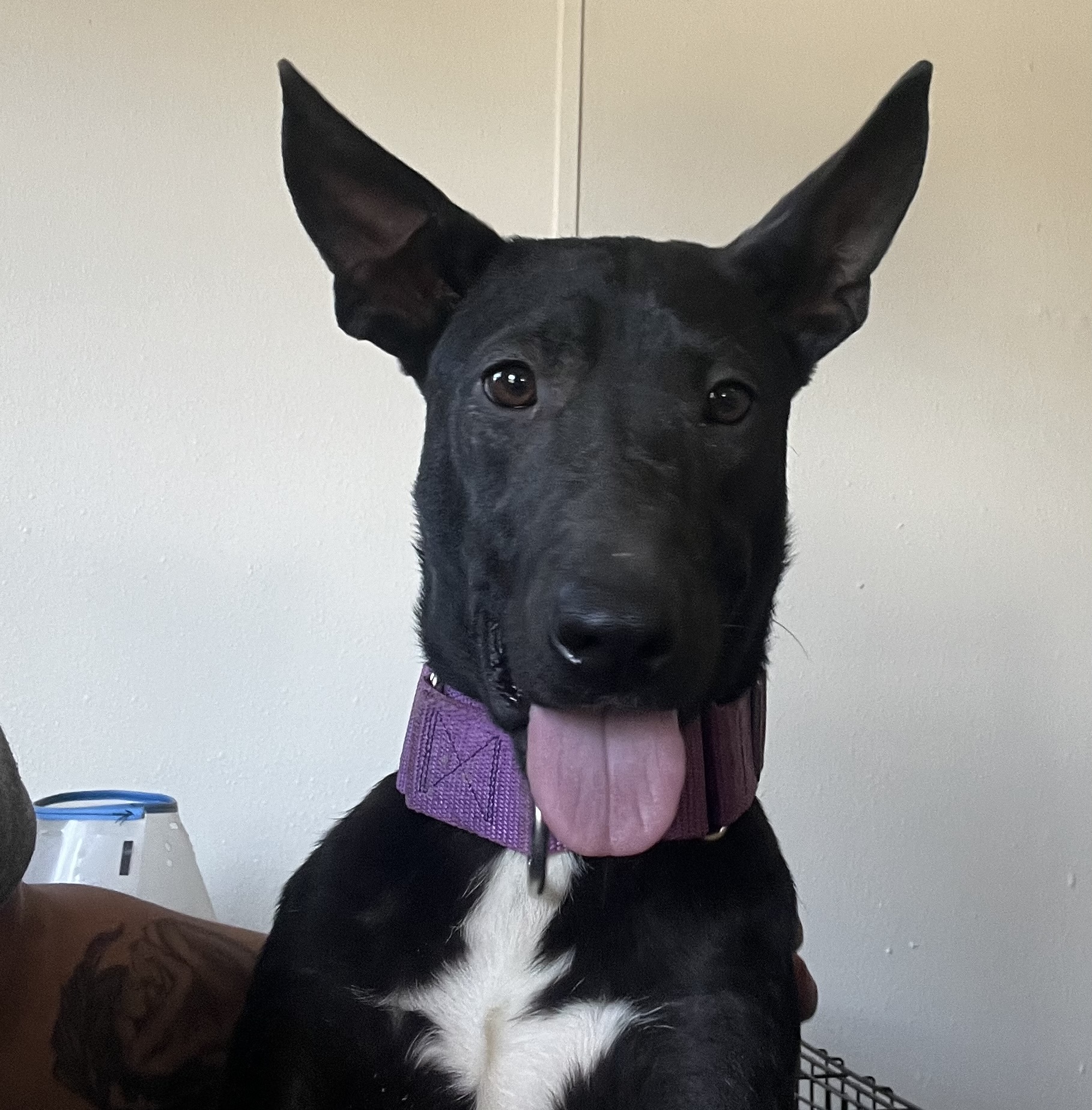 Dog for adoption Luna, a Black Labrador Retriever & Shepherd Mix in