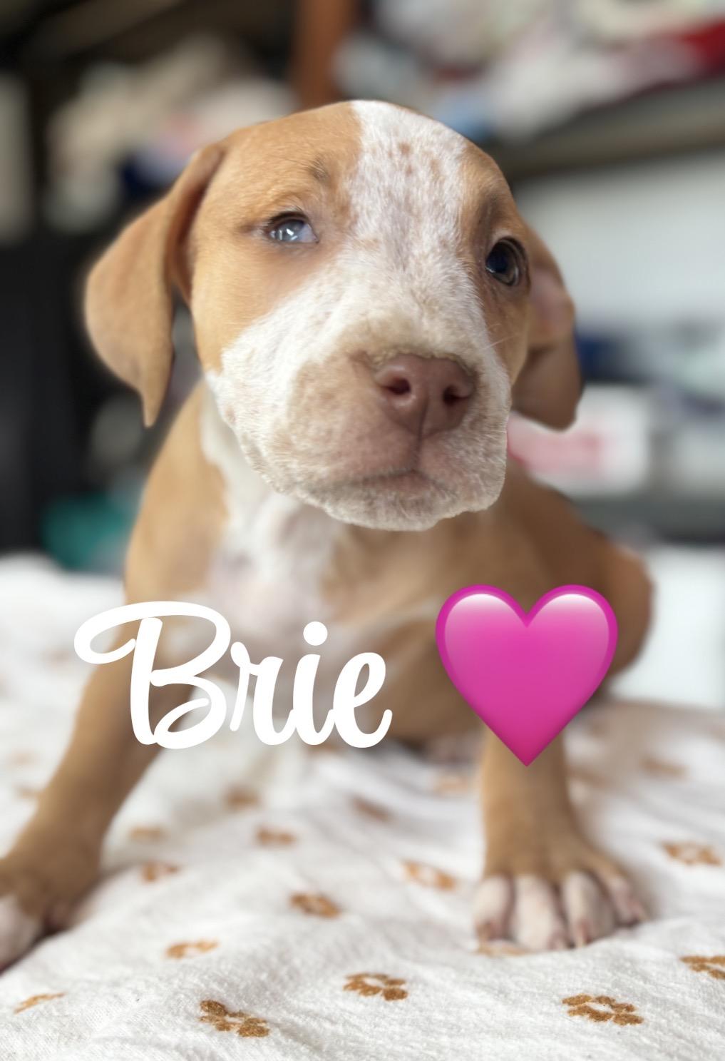Brie, adopted, Puppy Female Pit Bull Terrier.