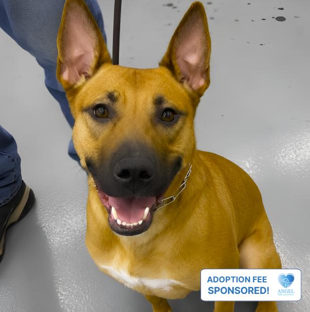 Malibu, ADOPTABLE, Young Female Belgian Shepherd / Malinois & Pit Bull Terrier.