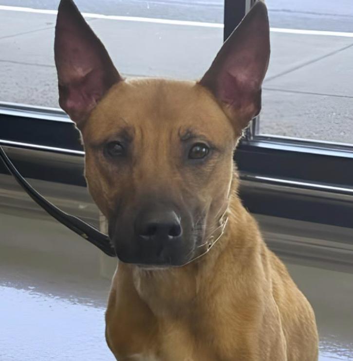 Enlarge Malibu, a ADOPTABLE mixed breed in Naperville, IL image 4/5