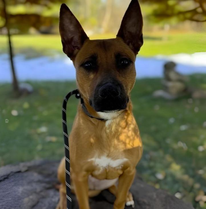 Enlarge Malibu, a ADOPTABLE mixed breed in Naperville, IL image 5/5