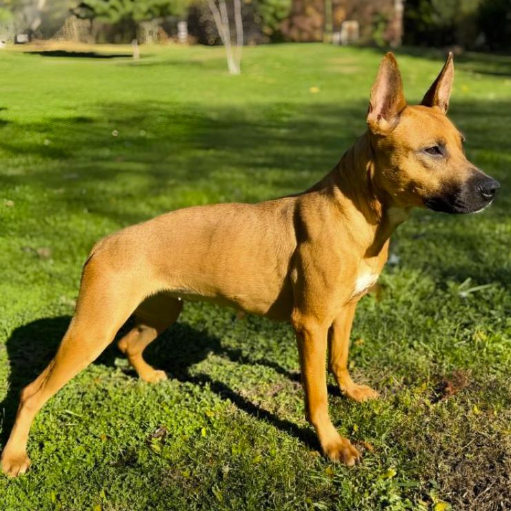 Enlarge Malibu, a ADOPTABLE mixed breed in Naperville, IL image 2/5