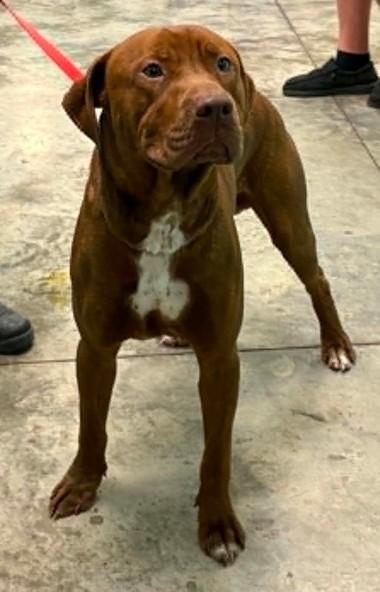 Leftovers, Adoptable, Adult Male Labrador Retriever & Mixed Breed.