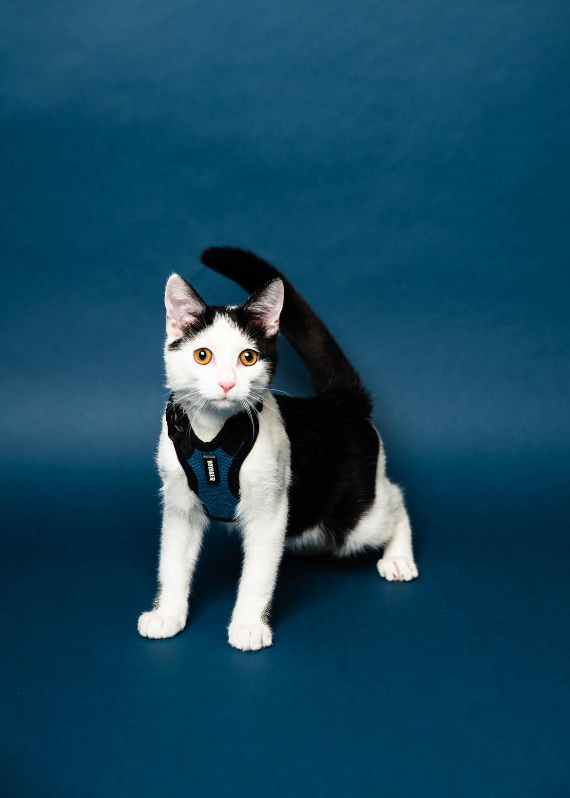 Shavasana, ADOPTABLE, Kitten Male Domestic Short Hair.