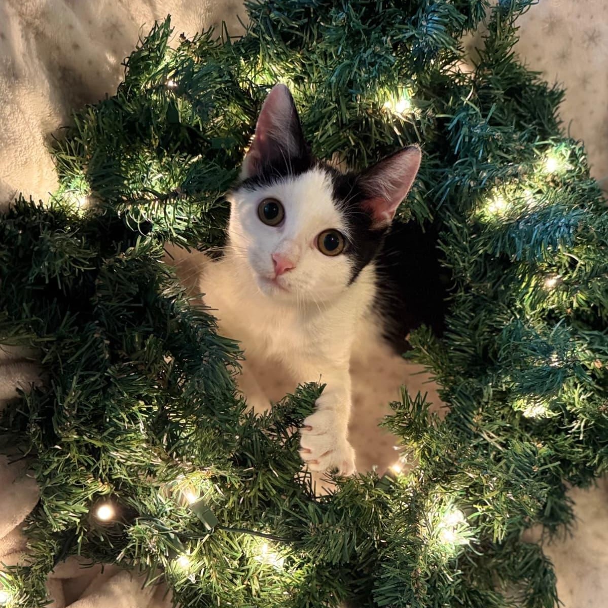 Shavasana, a ADOPTABLE Domestic Short Hair in Sunrise, FL image 1/5