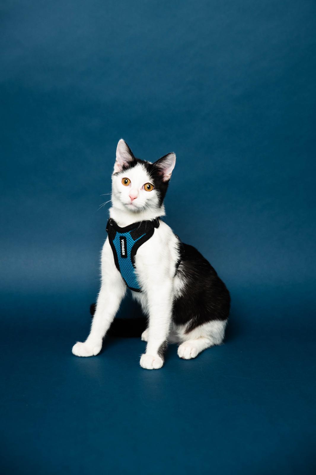 Shavasana, a ADOPTABLE Domestic Short Hair in Sunrise, FL image 2/4