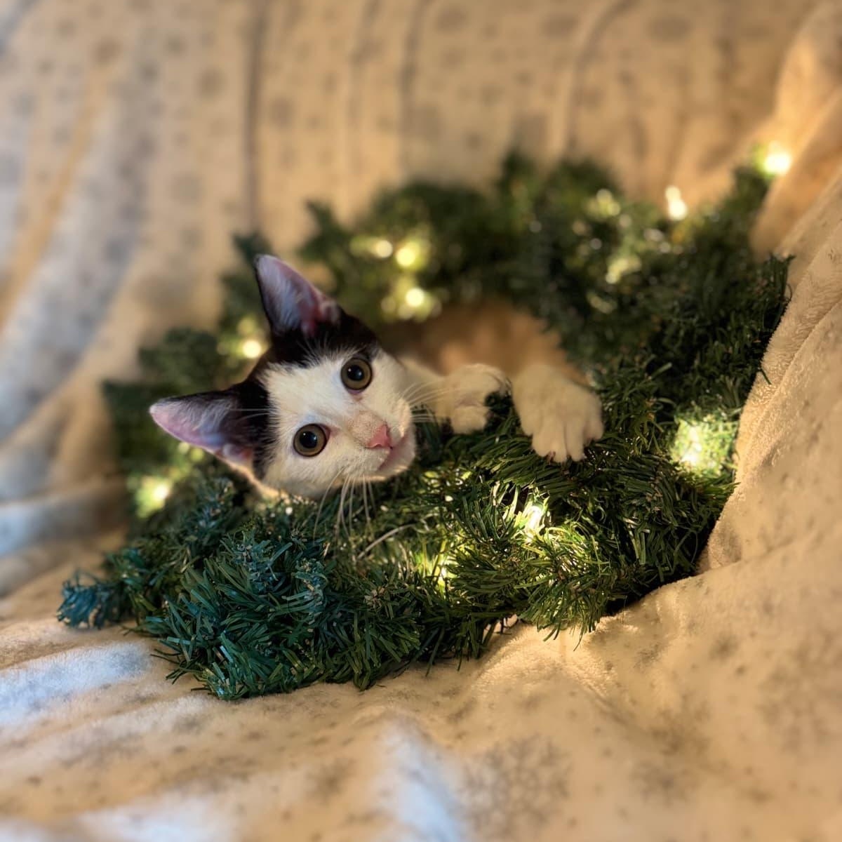 Shavasana, a ADOPTABLE Domestic Short Hair in Sunrise, FL image 2/5