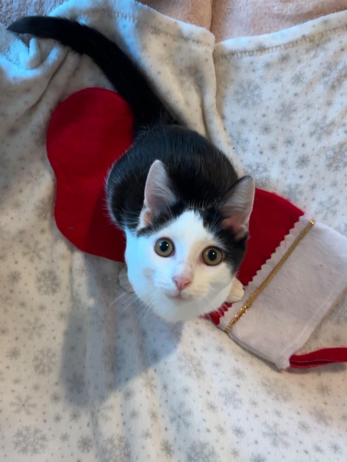 Shavasana, a ADOPTABLE Domestic Short Hair in Sunrise, FL image 3/5