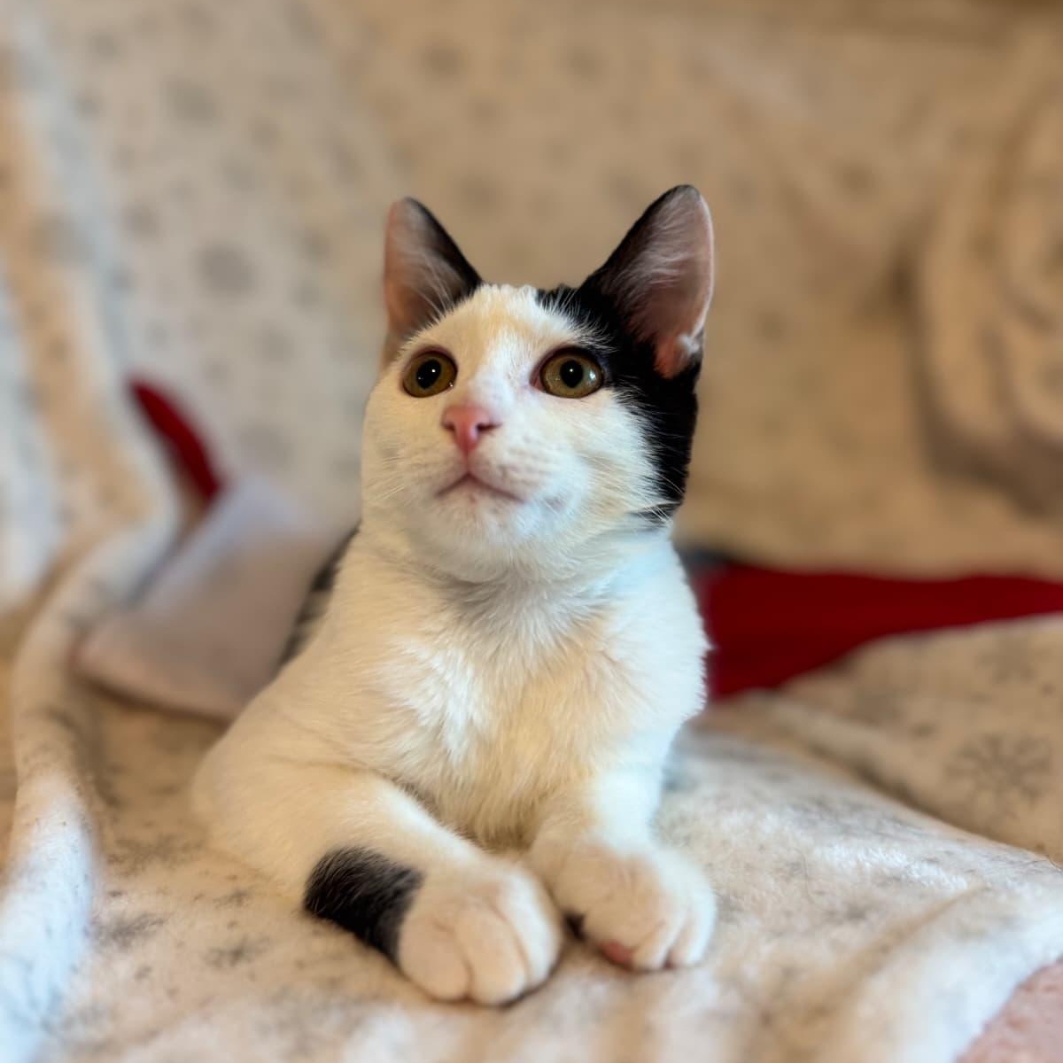 Shavasana, a ADOPTABLE Domestic Short Hair in Sunrise, FL image 5/5