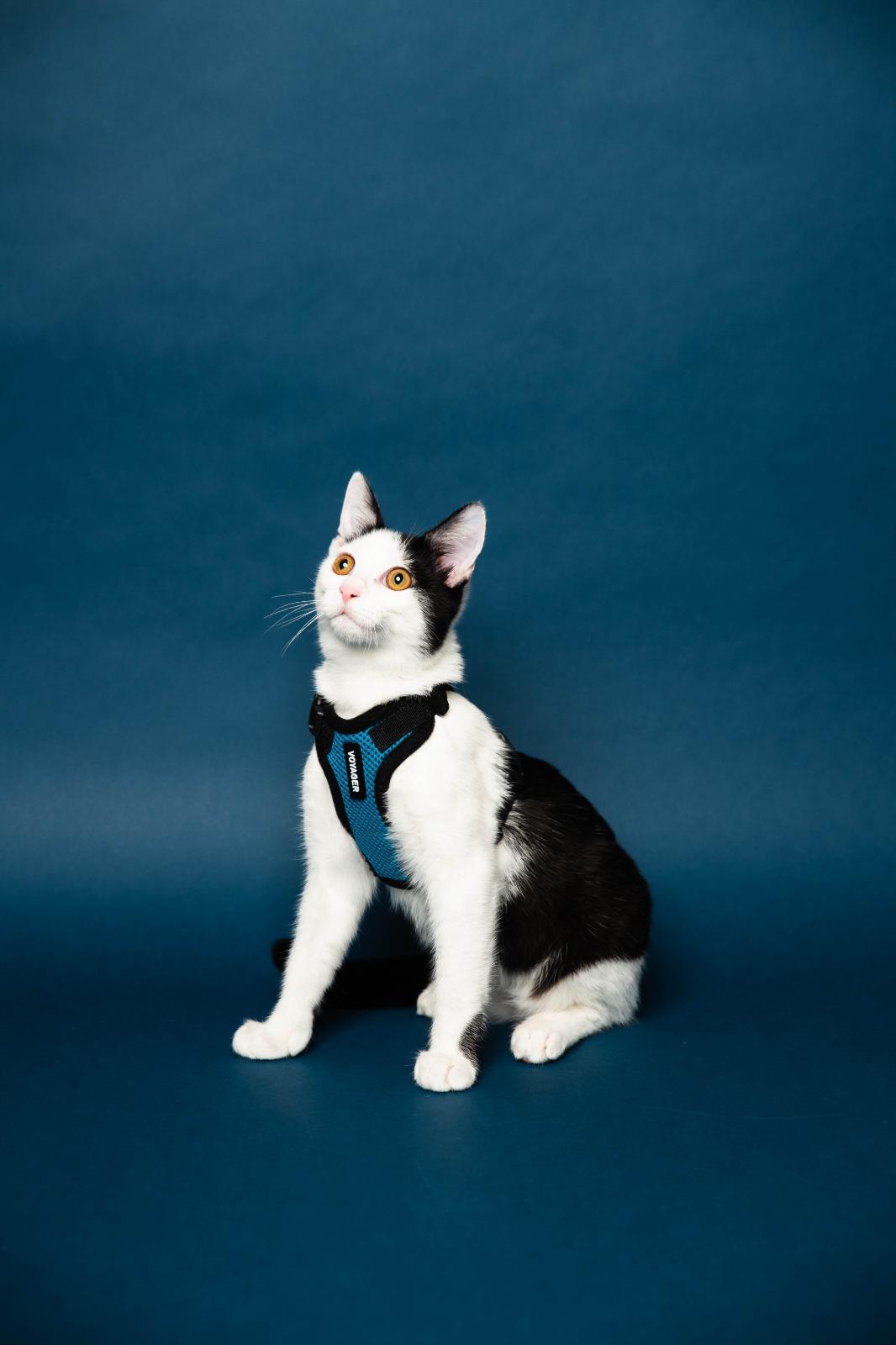 Shavasana, a ADOPTABLE Domestic Short Hair in Sunrise, FL image 3/4