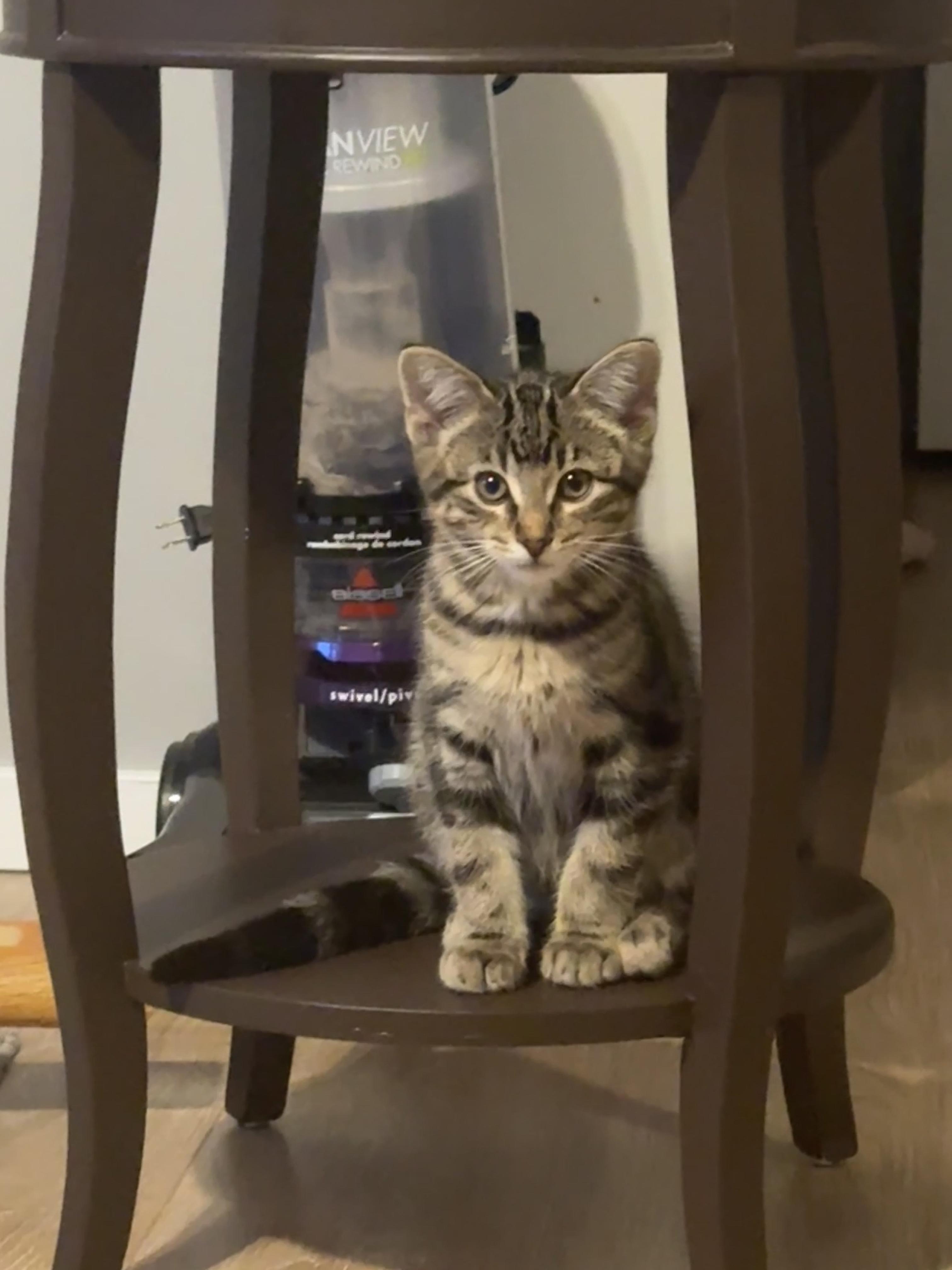 Larry, Adopted, Kitten Male Domestic Short Hair.