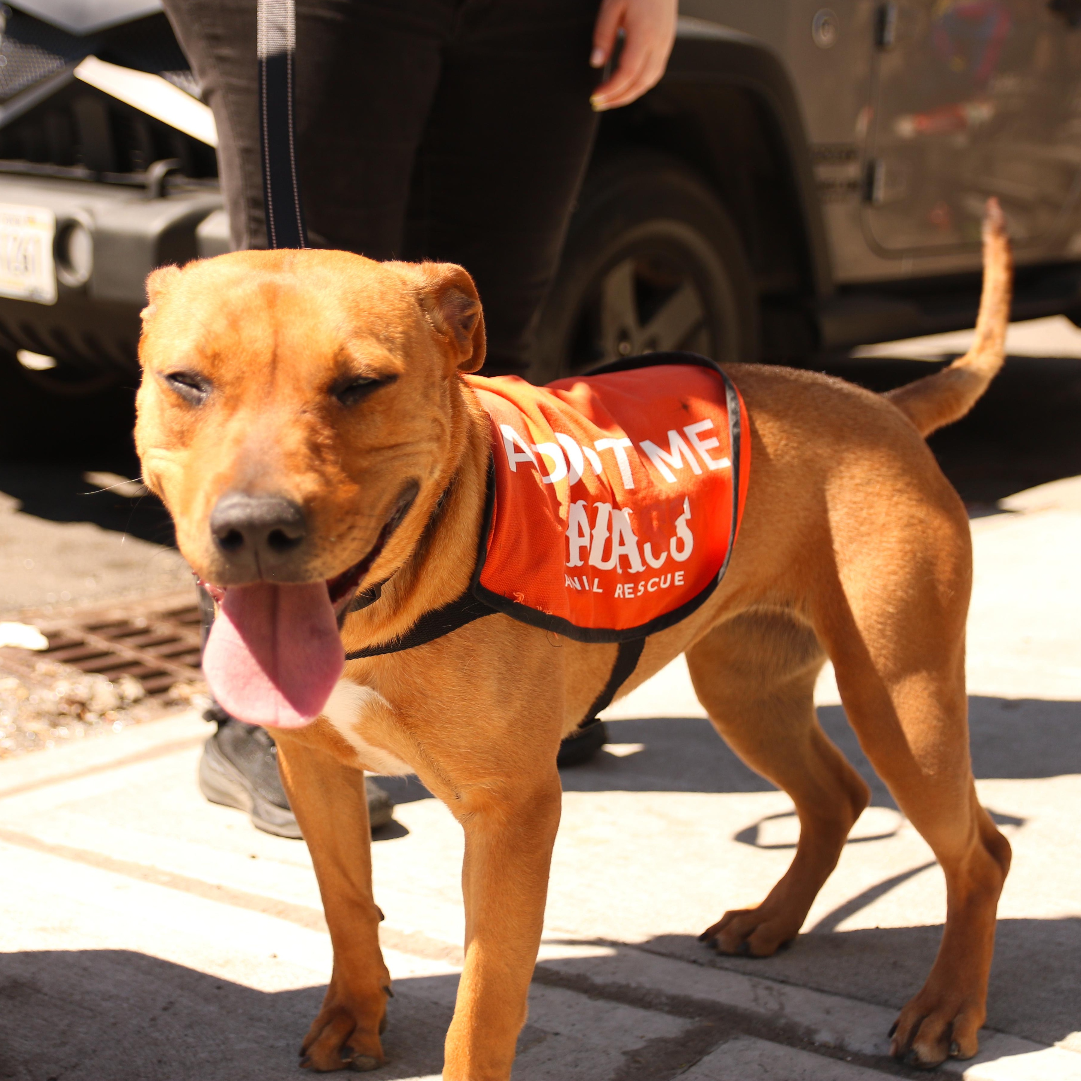 Enlarge Coco Gauff, a ADOPTABLE Mixed Breed in Brooklyn, NY image 3/6
