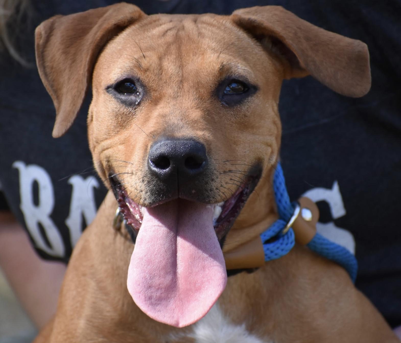 Coco Gauff, ADOPTABLE, Young Female Mixed Breed.