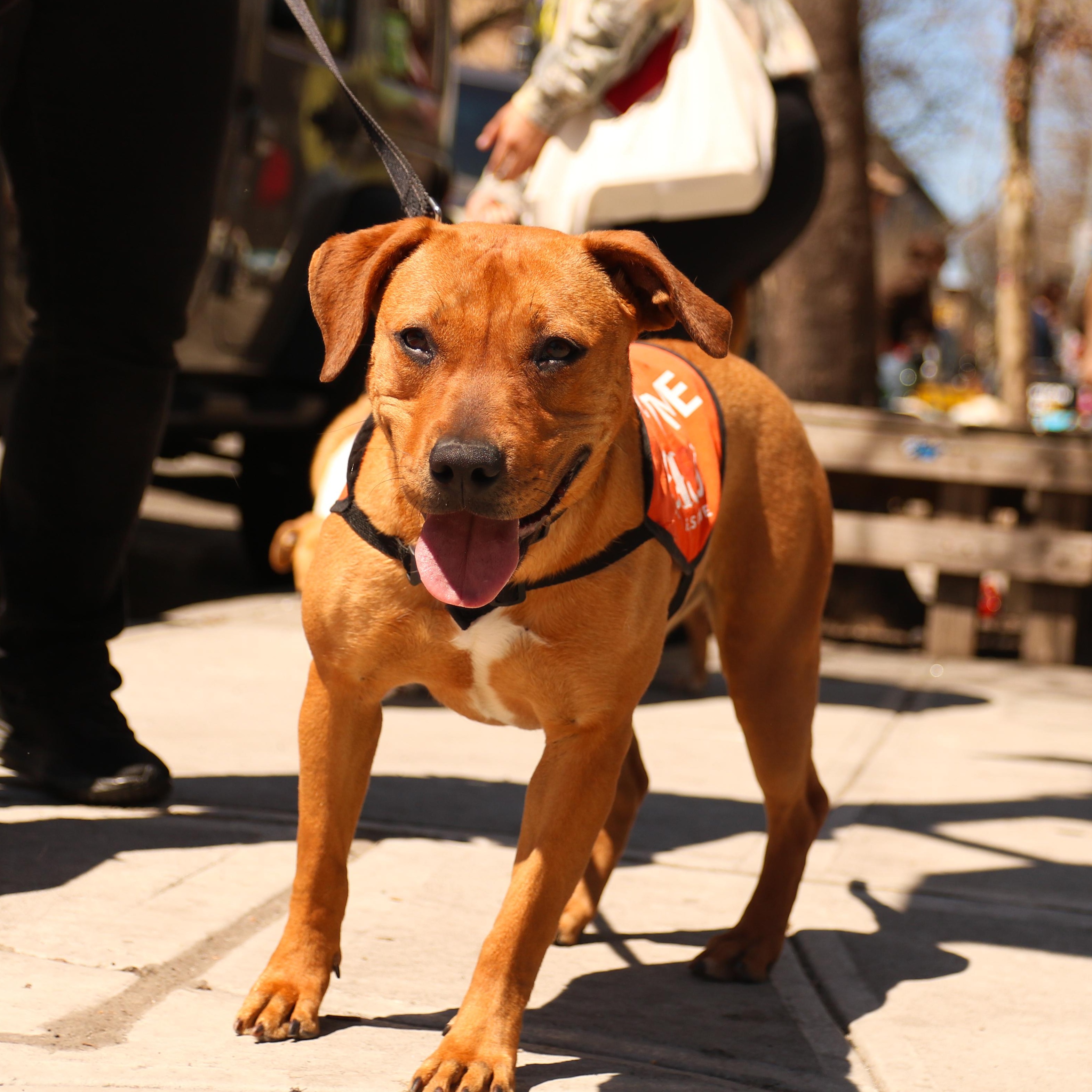 Enlarge Coco Gauff, a ADOPTABLE Mixed Breed in Brooklyn, NY image 2/6