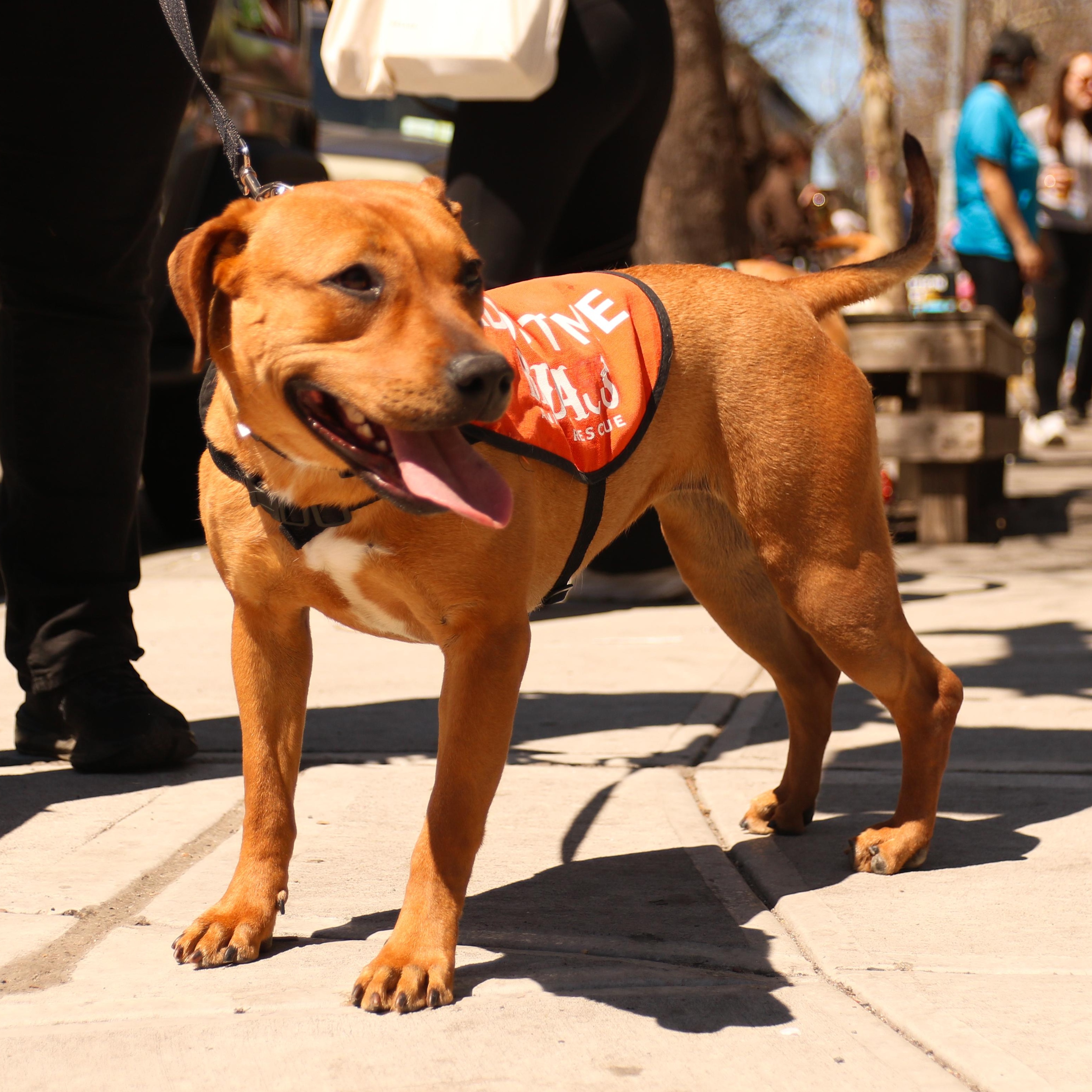 Enlarge Coco Gauff, a ADOPTABLE Mixed Breed in Brooklyn, NY image 6/6
