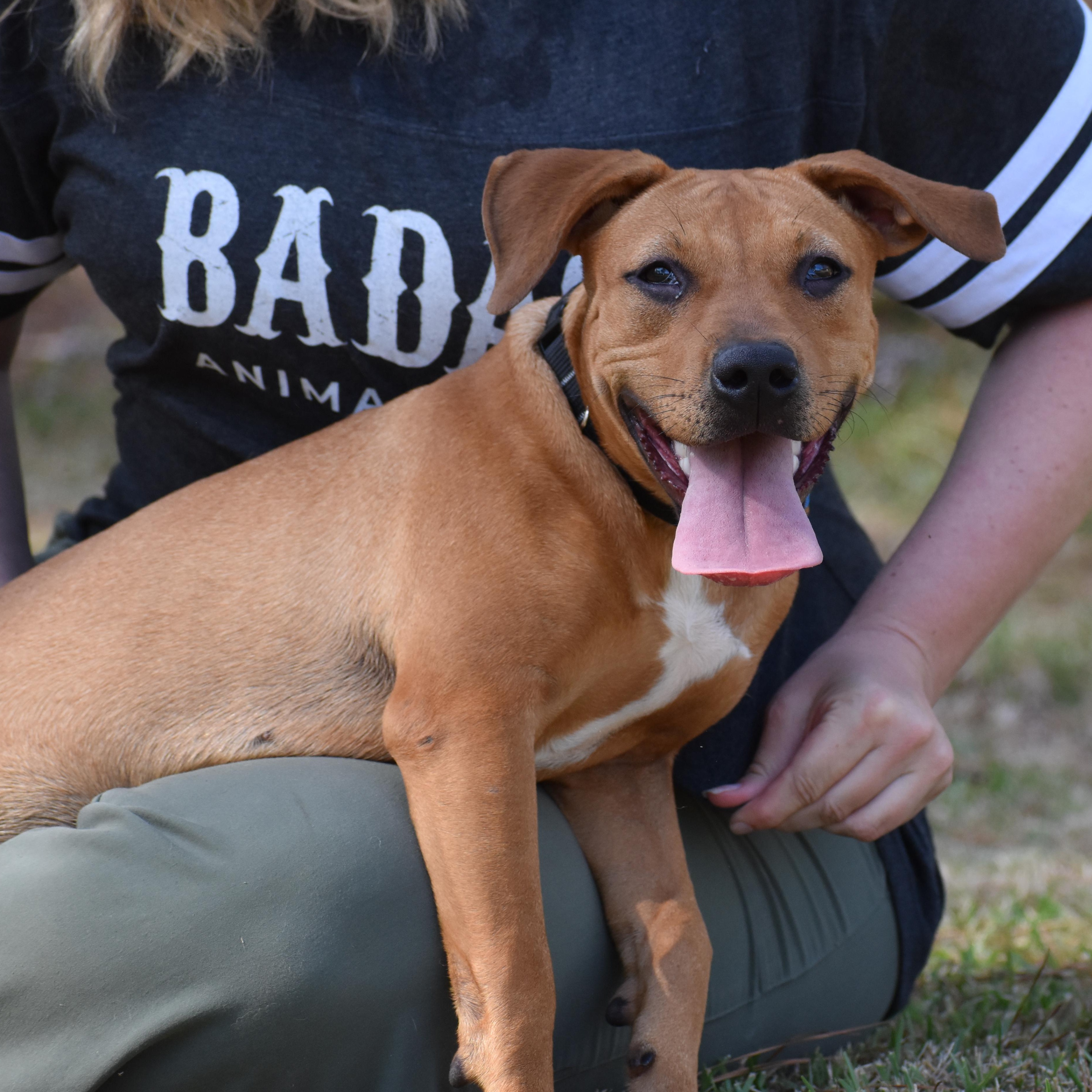 Enlarge Coco Gauff, a ADOPTABLE Mixed Breed in Brooklyn, NY image 5/6