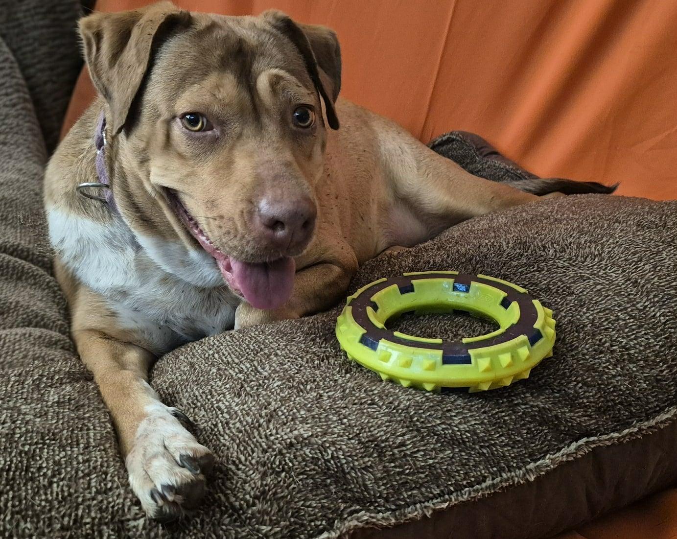 CANELITA, Adoptable, Young Female Shepherd & Hound.