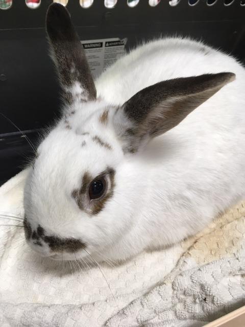 Hallie, Adoptable, Senior Female Bunny Rabbit.