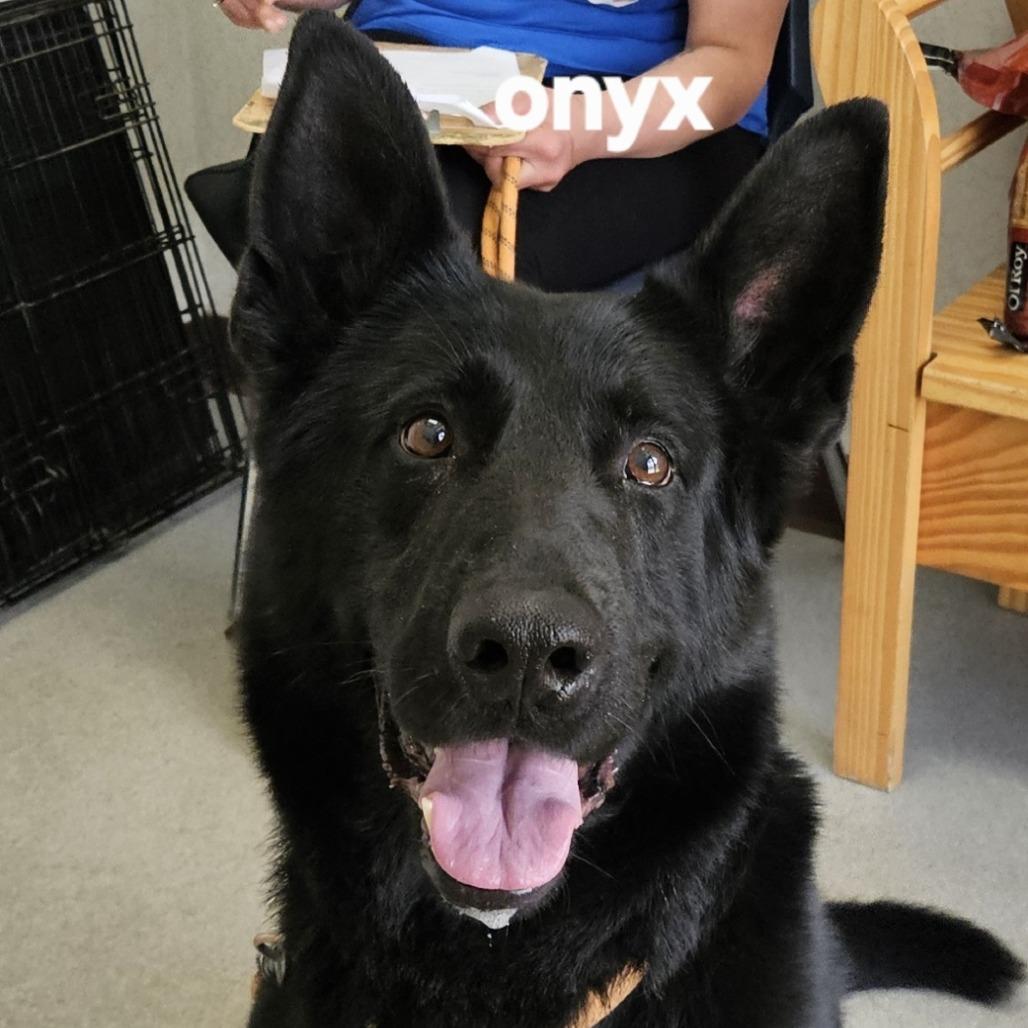 Enlarge Onyx, a Adoptable German Shepherd Dog in Ballston Spa, NY image 1/1