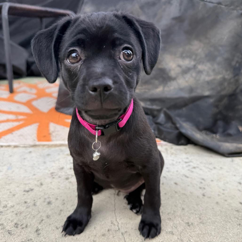 Boba, a Adoptable Mixed Breed in Los Angeles, CA image 1/5
