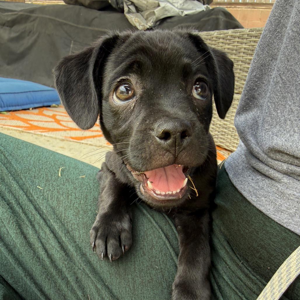 Boba, a Adoptable Mixed Breed in Los Angeles, CA image 2/5