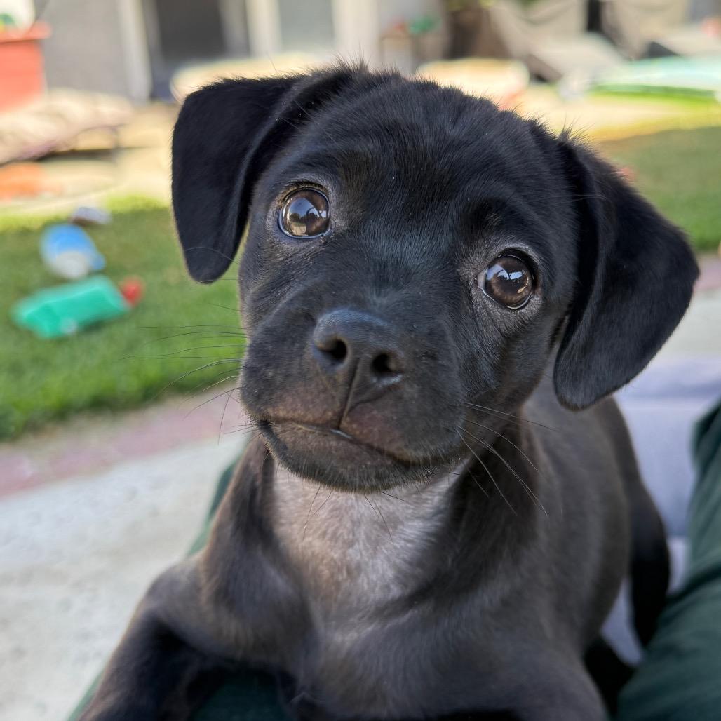 Boba, a Adoptable Mixed Breed in Los Angeles, CA image 3/5