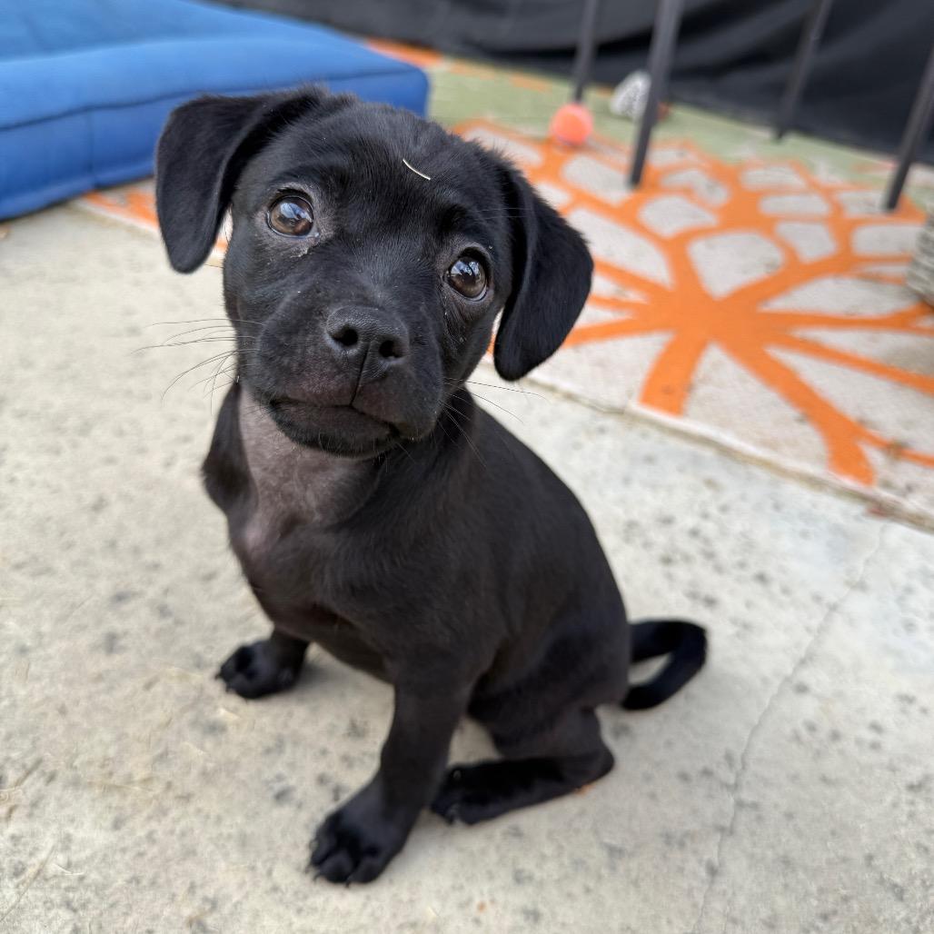 Boba, a Adoptable Mixed Breed in Los Angeles, CA image 4/5
