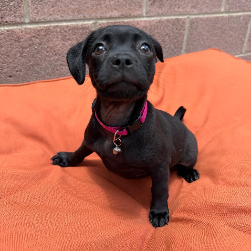 Boba, a Adoptable Mixed Breed in Los Angeles, CA image 5/5