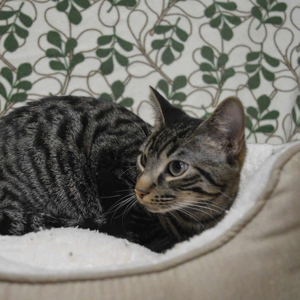 Nutmeg, Adoptable, Young Male Domestic Short Hair.