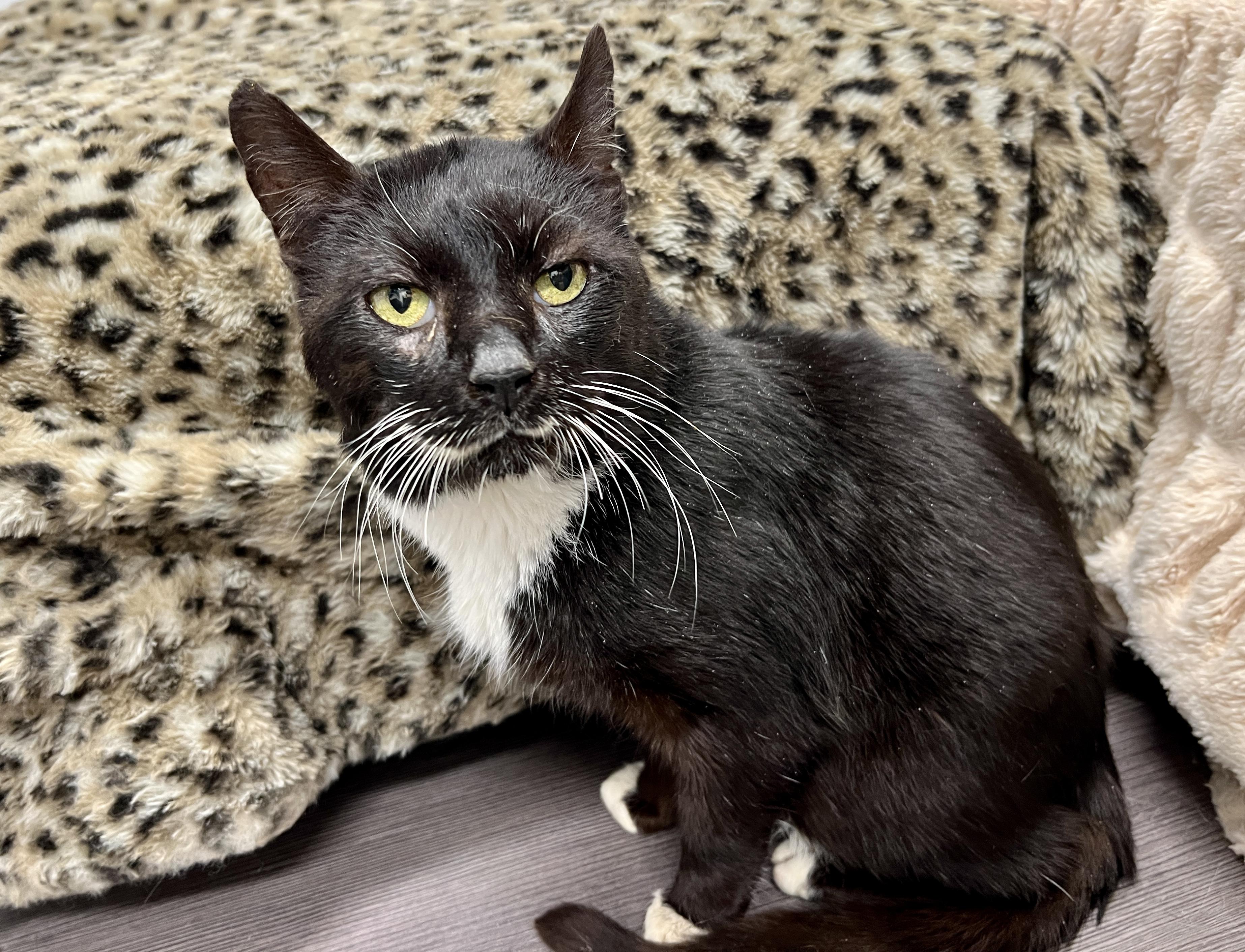 Tom, adopted, Adult Male Domestic Short Hair.