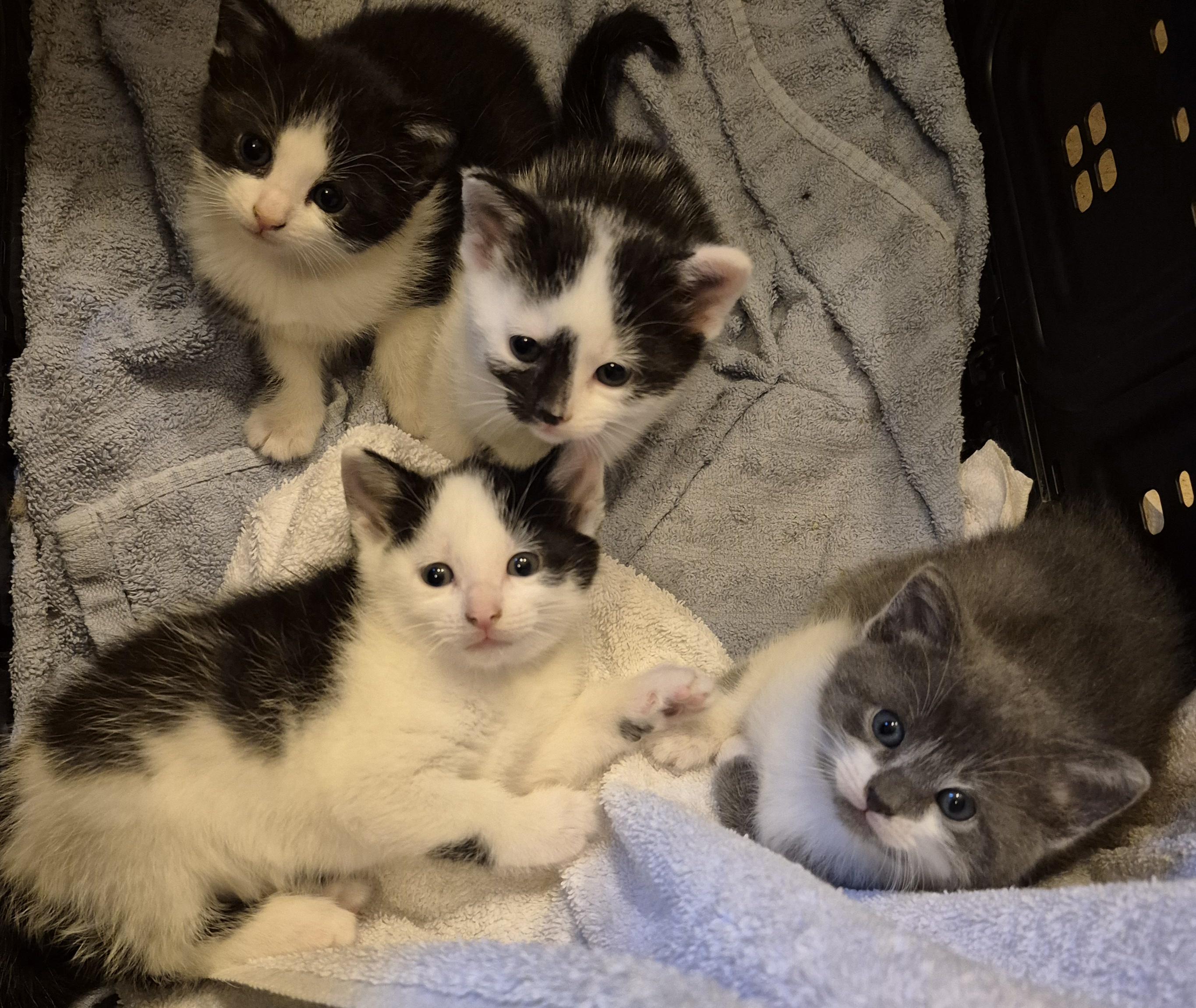 JILLY, an adopted Tuxedo in Sardinia, OH image 2/4