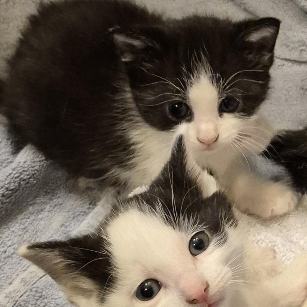 JILLY, adopted, Kitten Female Tuxedo.