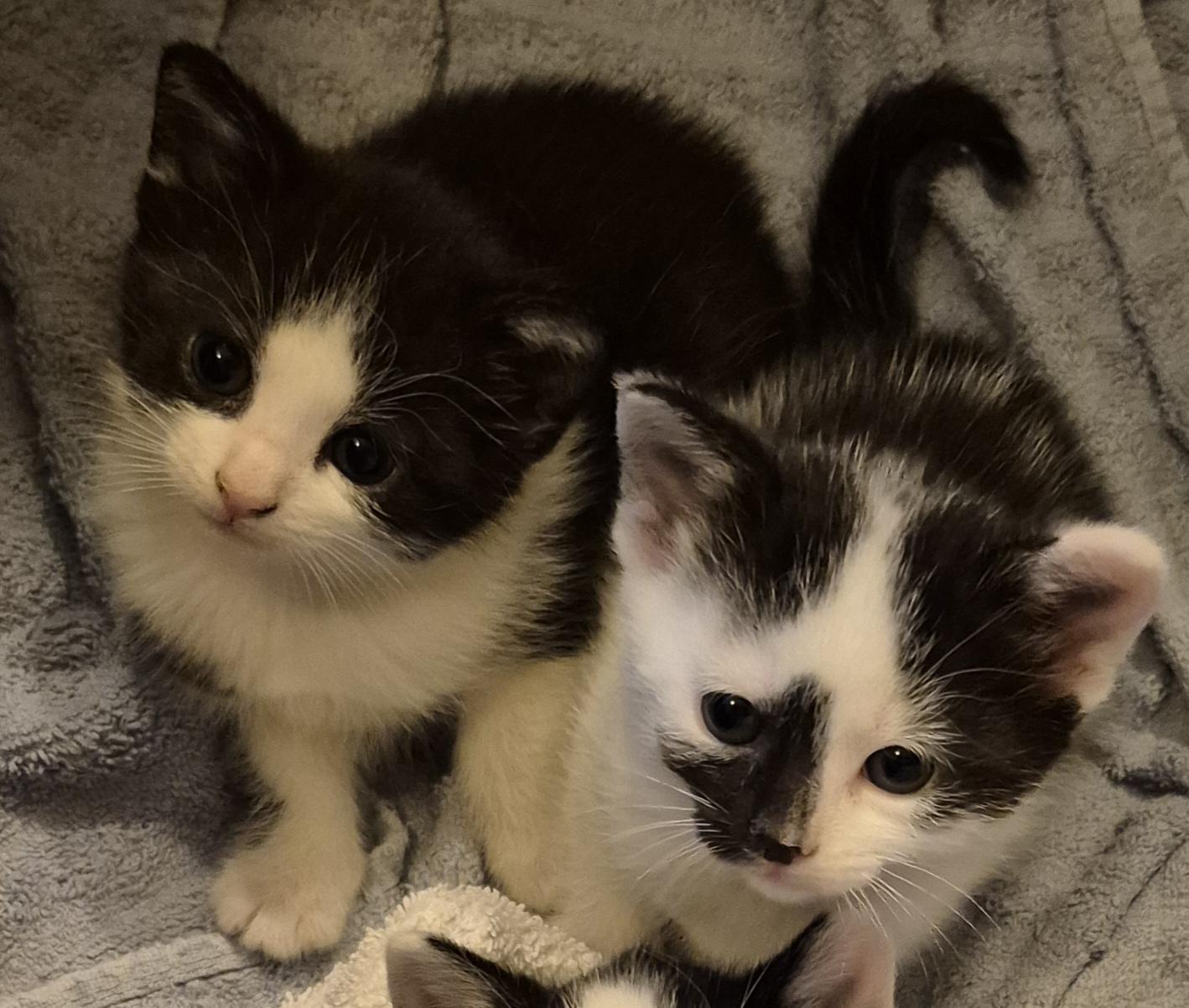 JILLY, an adopted Tuxedo in Sardinia, OH image 4/4